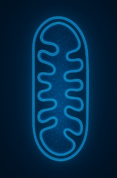 Mitochondrial Research